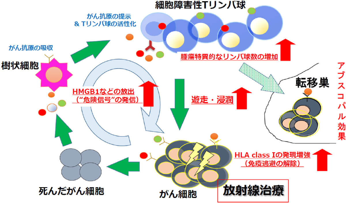 放射線治療による細胞性抗腫瘍免疫の活性化・増強